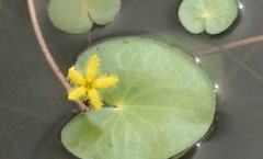 Nymphoides thunbergiana