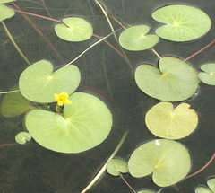 Nymphoides thunbergiana