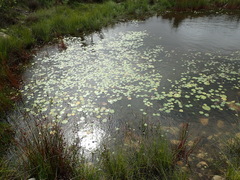 Nymphoides thunbergiana