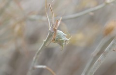 Rhopalomyia utahensis