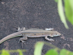 Cnemidophorus