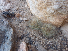 Eriosyce villosa