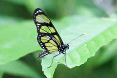 Methona themisto