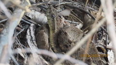Bothrops atrox