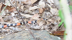 Micrurus dissoleucus dissoleucus