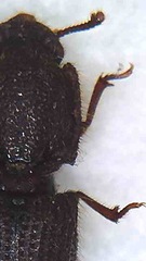 Pycnomerodes peregrinus