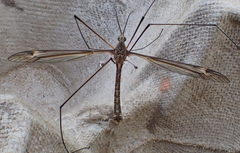 Tipula lateralis