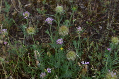 Lomelosia stellata