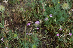 Lomelosia stellata
