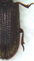 Pycnomerodes peregrinus