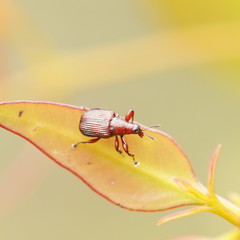 Euops falcata