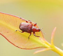 Euops falcata