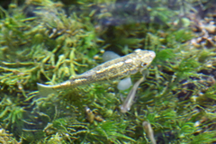 Cyprinodon elegans