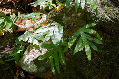 Microsorum scolopendria