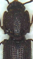 Pycnomerodes peregrinus