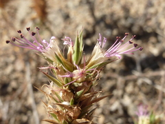 Pleurophora pungens