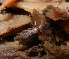 Pogonognathellus longicornis