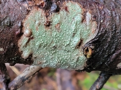 Thelotrema