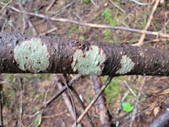 Thelotrema