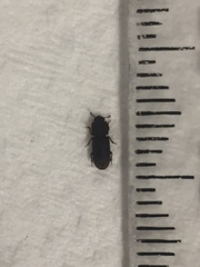 Pycnomerodes peregrinus