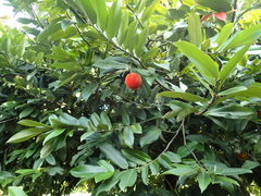 Diospyros blancoi