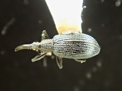 Stenopterapion meliloti