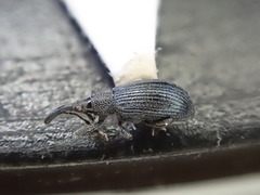 Stenopterapion meliloti