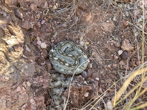 Eastern Black-tailed Rattlesnake