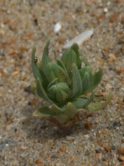 Alstroemeria recumbens