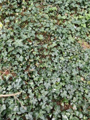 Hedera helix
