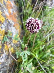 Trifolium dichotomum