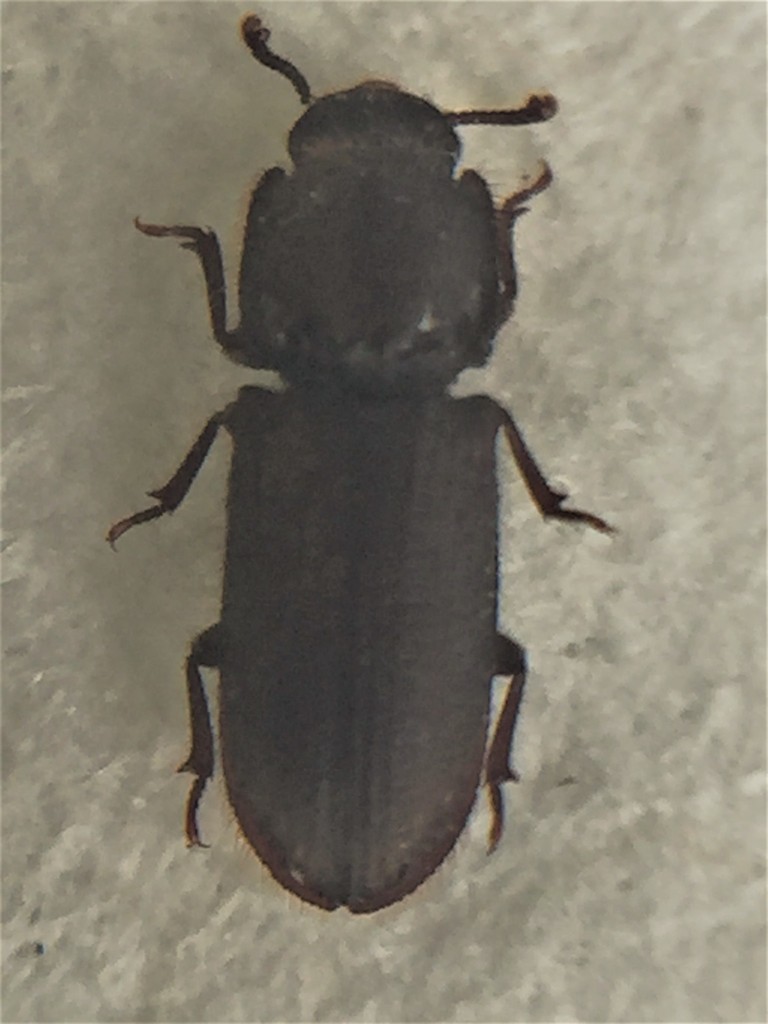 Pycnomerodes