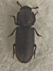 Pycnomerodes peregrinus