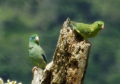 Forpus conspicillatus
