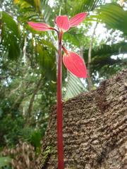 Cinnamomum verum