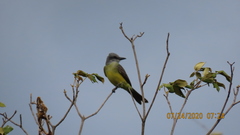 Tyrannus melancholicus