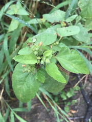 Malvastrum americanum