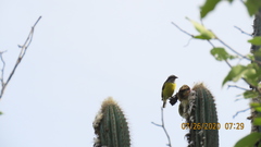 Coereba flaveola