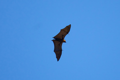 Pteropus seychellensis seychellensis