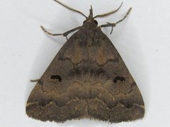 Phalaenostola hanhami