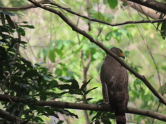Rupornis magnirostris