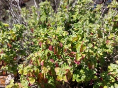 Brickellia veronicifolia