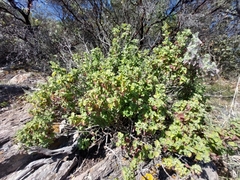 Brickellia veronicifolia