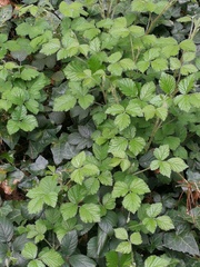 Rubus fruticosus