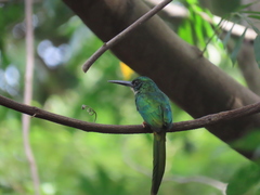 Galbula ruficauda