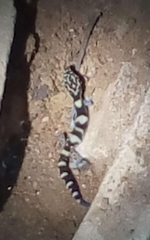 Coleonyx nemoralis