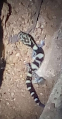 Coleonyx nemoralis