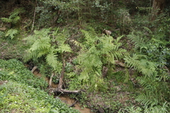 Pteris dentata