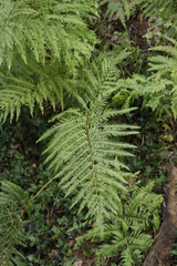 Pteris dentata