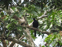 Onychognathus fulgidus